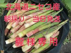 ☆北海道二セコ産 朝採り根曲がり竹　のりのり　8キロ☆ ☆北海道 ニセコ産 根曲がり竹 タケノコ 朝採り10キロ 朧様