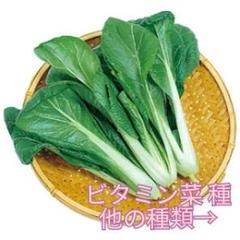 野菜種☆ビタミン菜☆変更→カラフル人参 スイスチャード つるむらさき 芽キャベツ