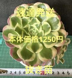 ◯錦玉園　♡最終値下げ♡ 札付きエケベリアセット 10苗訳あり ?media_id=3561586518630758765