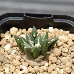 実生 アリオカルプス 黒牡丹 サボテン 多肉植物 #380 - メルカリ