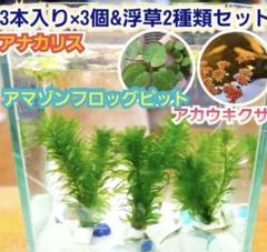 水草セット アナカリス3本入り✖️3セット♥️おまけ付き メダカ