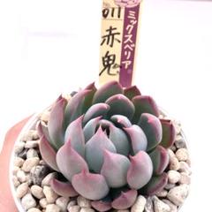 専用　札つき　ミックスベリア　青鬼　赤鬼　鉢ごと　メルカリ便　特大美株 2025年最新】赤鬼おらいさんの人気アイテム - メルカリ