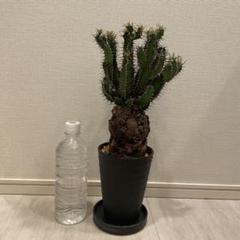 1*U様 EM05 ユーフォルビア ムランジーナ 現地球 輸入即出品 ユーフォルビア ムランジーナ現地球 発根済