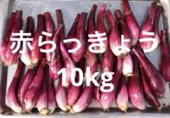 赤らっきょう　10kg （箱込）農家直送 赤らっきょう 10kg （箱込）農家直送A-2 - メルカリ