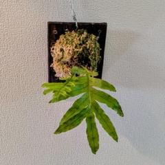 最終お値下げお得株　ドリナリア　プレウリディオイデスAntapan Bali ドリナリア プレウリディオイデス Antapan Bali 緩めよ 大きい