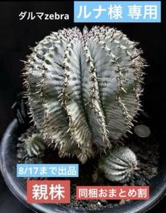 メルカリ便発送☆多肉植物 ホリダ 達磨白虎ハイブリッド(ちょび根苗です) メルカリ便発送☆多肉植物 ホリダ 達磨白虎ハイブリッド(ちょび