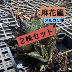 1132 アガベ チタノタ 麻花龍 裏棘 表棘 精選優良血統 1132 アガベ チタノタ 麻花龍 裏棘 表棘 精選優良血統 - メルカリ