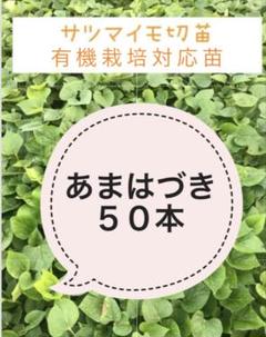 Amazon.co.jp: さつまいも切苗 品種：ハロウィンスイート 約100