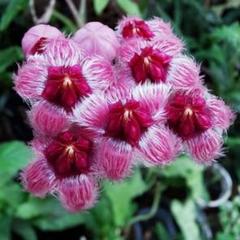 新着　超レア　原種 　ホヤ　クレメンシオルム　怪奇植物　サクララン　鉢花 新着 超レア 原種 ホヤ クレメンシオルム 怪奇植物 サクララン