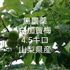 無農薬 白加賀梅 4.5キロ 山梨県産