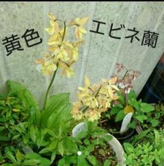 えびね蘭の中古 未使用品を探そう メルカリ