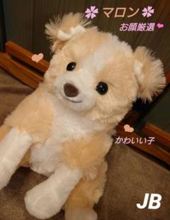 くったりボーダーコリー  おりこうさん  マロン  JB ≪1月の新商品≫くったりボーダーコリーおりこうさん