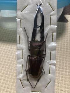 大型 A品 4匹 メタリフェルホソアカクワガタ フィナエ 標本 大型 A品 4匹 メタリフェルホソアカクワガタ フィナエ 標本