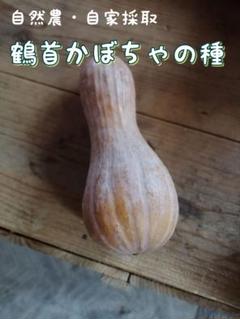 2025年最新】鶴首かぼちゃ 種の人気アイテム - メルカリ