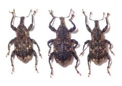 バラ売り可能 カタゾウムシセット 昆虫 標本 虫