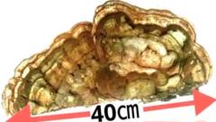 特価○新鮮で大きなサルノコシカケ 約36× 40 ×17㎝