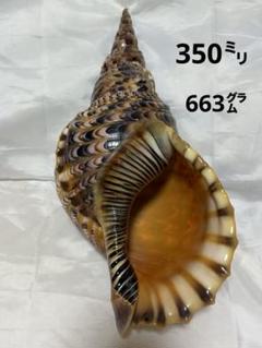 貝殻(沖縄の青い海の宝) 商品説明必読ホラ貝 貝殻(沖縄の青い海の宝)ホラ貝 蓋無し - メルカリ