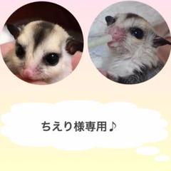 ちえり様専用です。モモンガポーチ♪ ゆらゆら