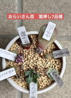 ㉑大きめ苗! 青鬼❣️紅染華❣️桜子❣️雪つぼみ❣️発根済