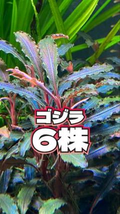 ブセファランドラ sp.ゴジラ 大株 4本 柔らかな質感の 大株 sp.ゴジラ ブセファランドラ 4本 メルカリ