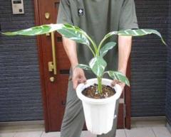バナナ斑入り　アエアエ 美株 Amazon｜斑入りバナナ ムサ アエアエ(Musa Aeae) 斑入りバナナ