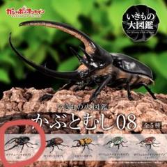 SATO購入※大型　ネプチューンオオカブト♂野外標本 大型ネプチューンオオカブト標本 - メルカリ