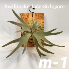 ◇◇◇P.willinckii Jade Girl spore（m-1） - メルカリ