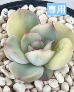 速達付き　オリオン錦　多肉植物 2025年最新】オリオン錦の人気アイテム - メルカリ