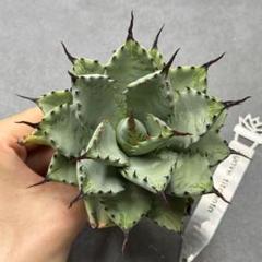 フ*ン様 多肉植物・アガベ・氷山【特選】・スーパーコンパクト・極上美苗・希少コレ 多肉植物 アガベ 特選 スーパーコンパクト 氷山 極上美株 希少