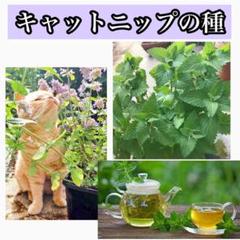 キャットニップの種100粒