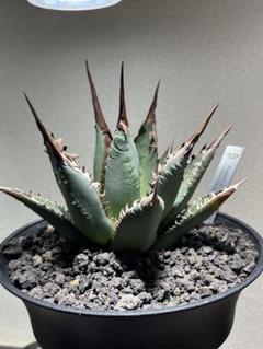 カクタスグリーン Agave X white fang アガベ チタノタ カクタスグリーン Agave X white fang アガベ チタノタ - メルカリ