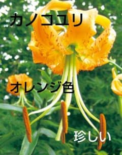 絵画】ボタニカルアート「かのこゆり」原画