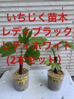 Col de Dama Blanc（レディホワイト）CdDDの特徴・味・耐寒性