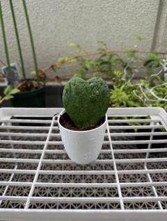 2025年最新】観葉植物ホヤの人気アイテム - メルカリ