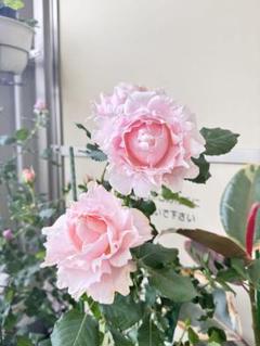 「1803 」 切り花品種バラ苗　レアバラ 　Cassandr♡ Rose 1803様専用 」 切り花品種バラ苗 レアバラ Cassandr♡ Rose