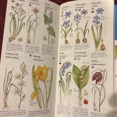 2025年最新】植物図鑑 洋書の人気アイテム - メルカリ