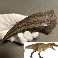 カルカロドントサウルス フットクロウ 獣脚類 かぎ爪 化石 肉食恐竜 1401 カルカロドントサウルス フットクロウ 獣脚類 かぎ爪 化石 肉食