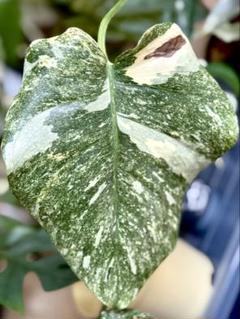 超希少な　モンステラ デリシオーサ ダイアモンド　レガシー　斑入り This Variegated Monstera is Amazing! / Monstera Deliciosa