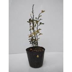 カラタチ種1000粒(ラスト) 正規品 カラタチ種1000粒(ラスト) （袋に種蒔きで、カラタチを冬
