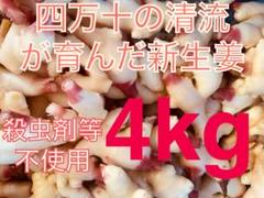 高知県四万十市産　新生姜　A品10kg 高知県四万十市産 新生姜 A品4kg - メルカリ