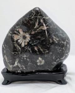 （321）根尾の菊花石赤菊、白菊2点セット 321）根尾の菊花石赤菊、白菊2点セット