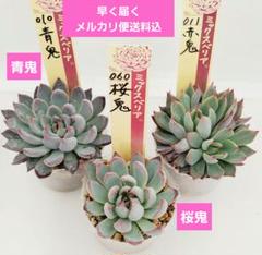 ミックスベリア 青鬼 赤鬼 紫紺の矢 他15点セット