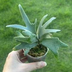メルカリ便！P. willinckii ’Bacteria’ spore1223 ビカクシダ Willinckii bacteria spore バクスポ - メルカリ