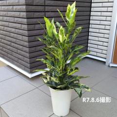 クロトン。タマラ鉢植え大 観葉植物 おしゃれ：クロトン タマラ*Mse陶器鉢 大型佐川便配送