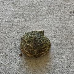 雑木　木　瘤　木材