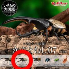 ★ヘラクレスリッキー　標本 ベネズエラ産　約125㎜　野外品 リッキーヘラクレスオオカブト♂130mm ジオラマ標本 | オオクワ