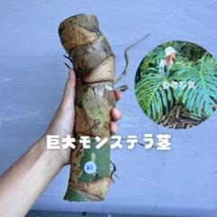 巨大モンステラ 茎 30cm No.39 巨大モンステラ 茎 30cm No.39