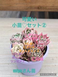 【最終値下げ】エケベリア5個セット　ミヤさん苗　他　札付き miyaさん苗⭐️5個セットA⭐️エケべリア⭐️多肉植物 - 多肉de