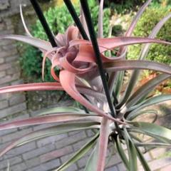 シオン　Tillandsia Deborah Ann 速達発送 fit=scale-down,w=1200