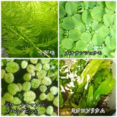 水草 浮草 4種 セット ミクロソリウム